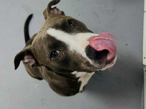 Chien BOBBY &agrave; l adoption 250 13001 Marseille