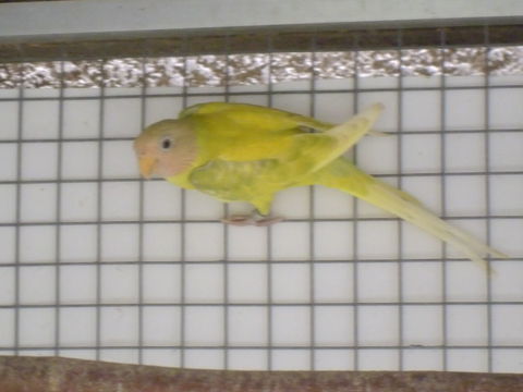 Perruche tête prune diluée (jaune) 400 59950 Auby