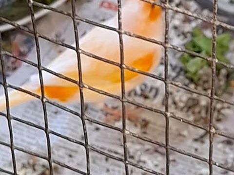 canaris 20 06610 La gaude