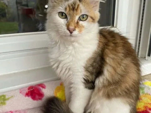 Jules gentil chat 6 mois cherche famille 140 11000 Carcassonne