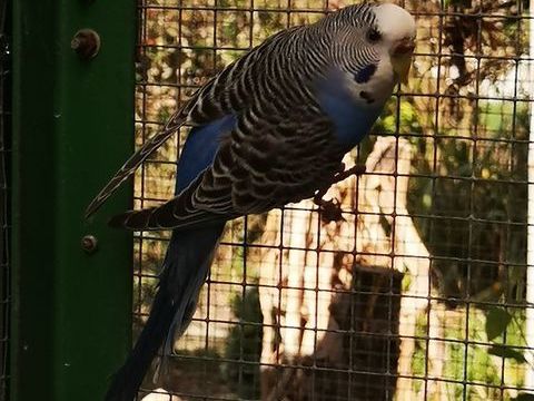 Perruches ondul&eacute;es 5 44390 Petit-mars