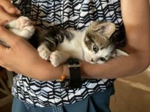 Donne chaton femelle 0 42600 Montbrison