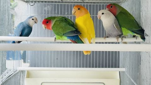 Très Beaux Inséparables Roseicolis EPP Adultes et Juvéniles 49 94450 Limeil-brvannes