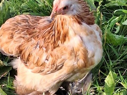 Poule pekin 15 56190 Le guerno