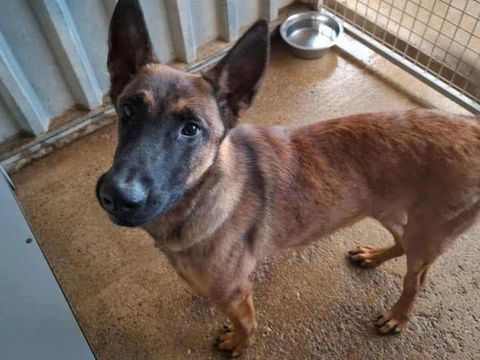 Chien FLY à l adoption 210 13001 Marseille