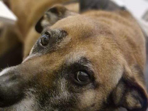 1 femelle de 7 ans a donner obeis protege propre perte urina 0 89400 Migennes