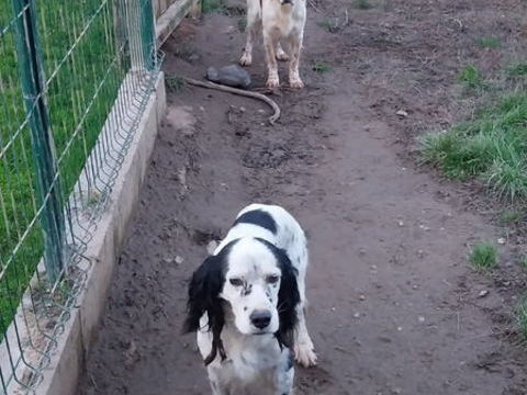 Donne chiens de chasse 0 35540 Miniac-morvan