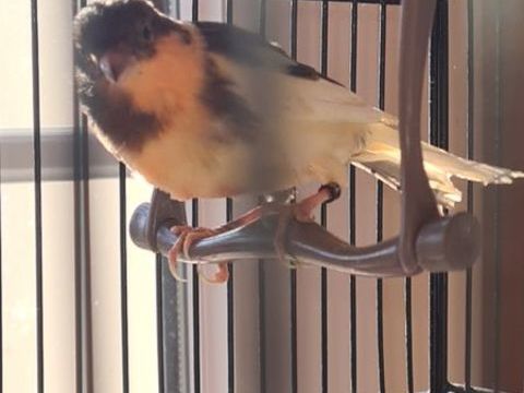 Canari 30 33860 Marcillac