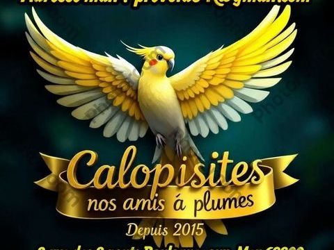 Je récupère vos oiseaux 0 62200 Boulogne-sur-mer