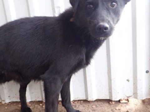 Blacky &agrave; l'adoption 200 33000 Bordeaux