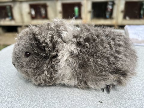 cochons d'Inde (cobayes) 17 28330 Charbonni�res