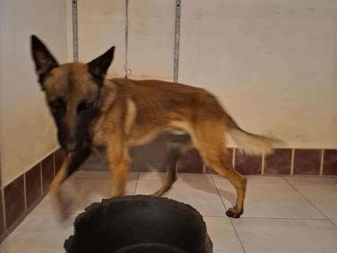 Chien URUS à l adoption 210 13001 Marseille