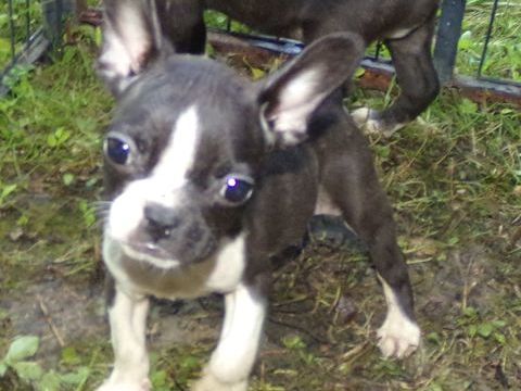 BBS BOULEDOGUE FRANCAIS   590 02630 Wassigny