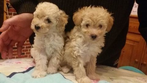 Caniche Toy Femelle ( chiot )
1650 59300 Valenciennes