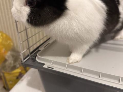 Bonjour je mon lapin de 5 mois tr&egrave;s adorable 50 28100 Dreux