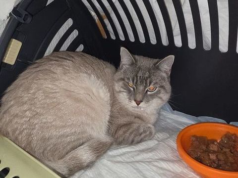 LILO 220 95610 ragny