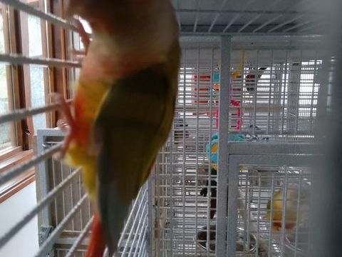 Conure femelle 100 18100 Vierzon