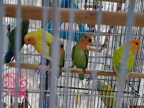 Jeunes inséparables roseicolis 25 06330 Roquefort-les-pins