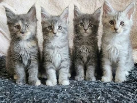 magnifique Chaton m&acirc;les et femelles maine coon loof 1500 77640 Jouarre