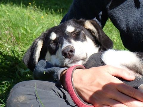 Jaika à l'adoption 300 39000 Lons-le-saunier