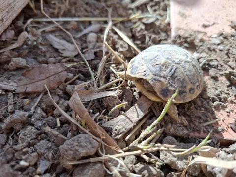 1 ou 2 petites tortues 30 34000 Montpellier