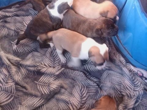 A r&eacute;server 7 magnifique chiots bulldog continental 950 31660 Bessi�res