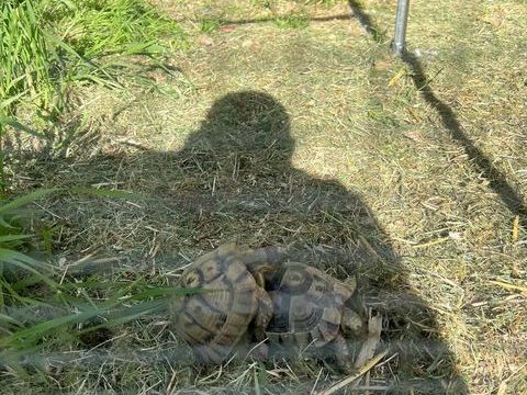 Couple tortue grecque 250 71200 Le creusot