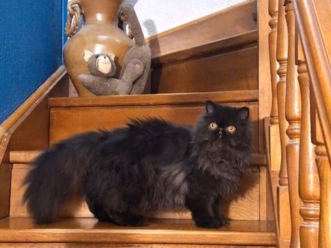 CHATON PERSAN 1000 30340 Rousson