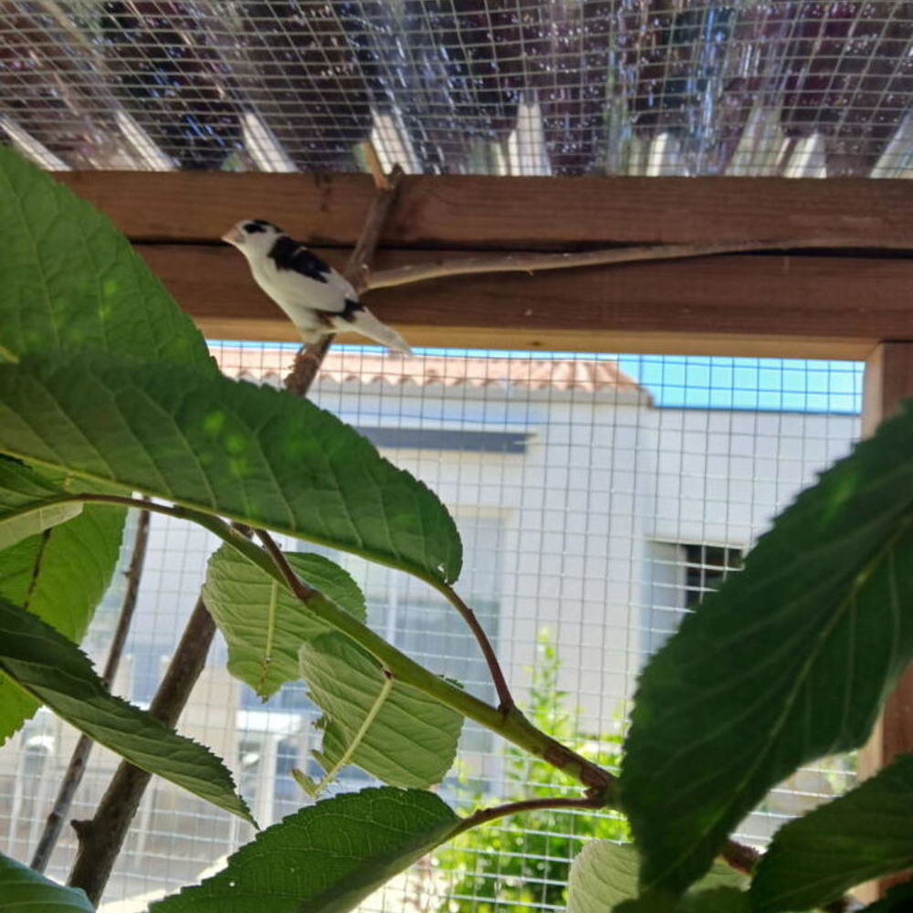   Moineau du japon 