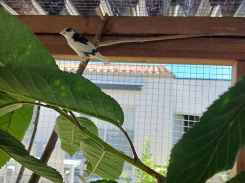 Moineau du japon 6 85500 Les herbiers
