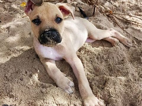 PEPSI LE NOUNOURS GOURMAND 300 80130 Allenay