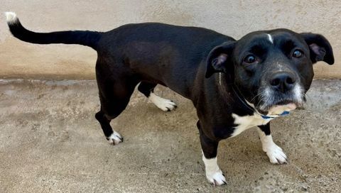 BABETH, staffie 2 ans 220 34500 Béziers