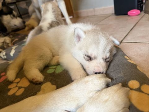 Husky 600 85390 Mouilleron-en-pareds