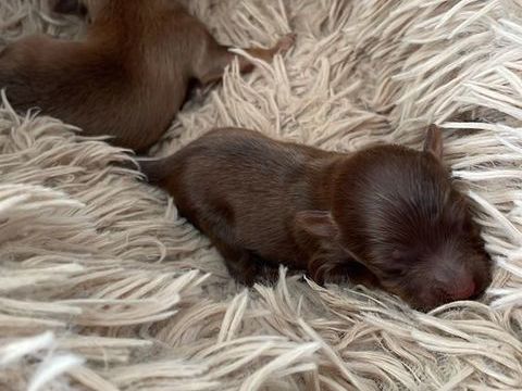 petit chien russe poils long 1 m&acirc;le  disponible LOF 2000 14500 Campagnolles
