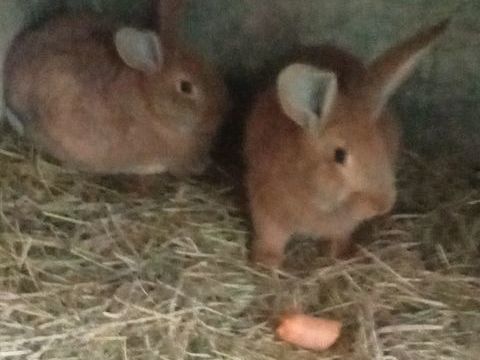 Lapin fauve de bourgonne 10 50300 Avranches