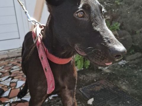 Dusty, mâle croisé berger, né le 15/06/2025 &#128054; 300 33000 Bordeaux