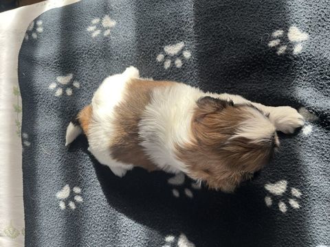 Chiots SHIH TZU  750 09190 Lorp-sentaraille
