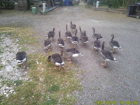 oie cendree 90 85230 Saint-gervais