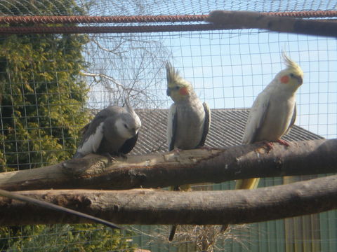 perruche calopsitte 25 87620 Sreilhac