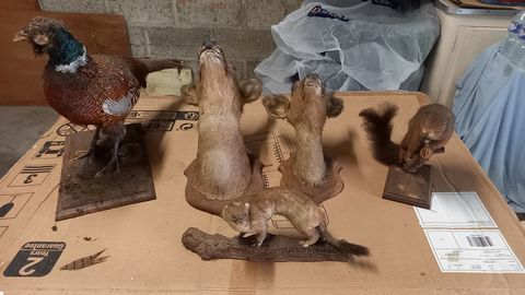 Animaux Empailles 130 51100 Reims