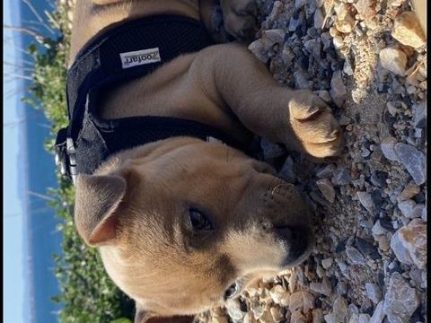 M&acirc;le staffie disponible pour reproduction 400 66660 Port-vendres