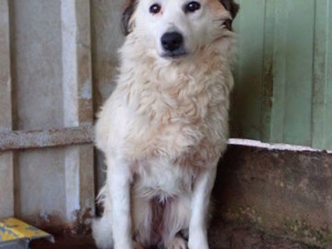 Mandragore &agrave; l'adoption 300 36000 Châteauroux