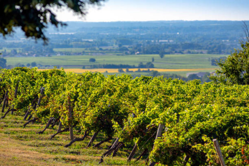 � vendre  Propri�t�/ch�teau Bordeaux (33000)