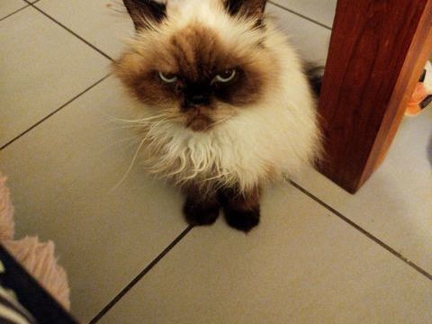 Chatte type persanne 0 13010 Marseille