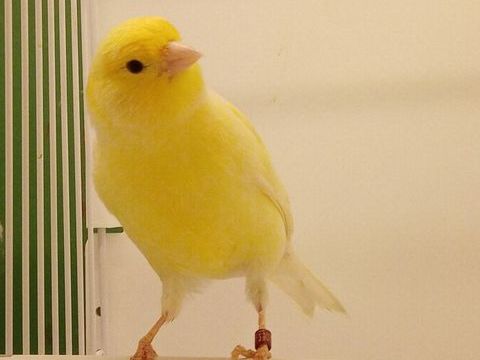 Canari M&acirc;le 2024 30 38110 Dolomieu