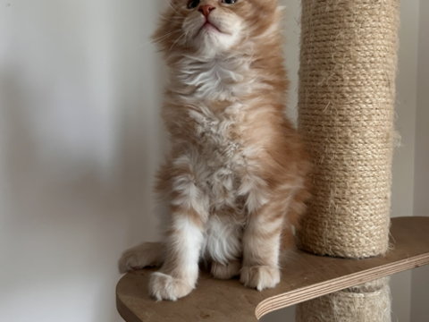 Magnifiques chatons Maine Coon Loof 1200 77120 Mouroux