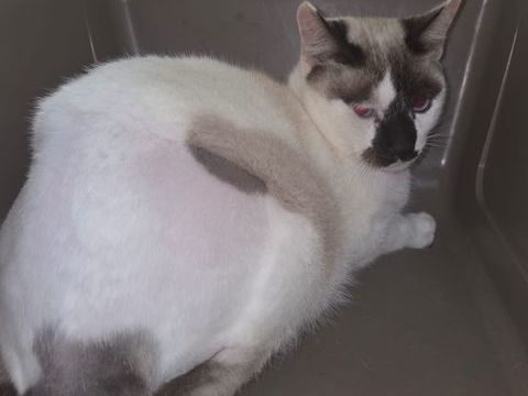 RAFAELO 230 27620 Gasny