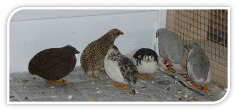 cailles de chine  10 eur l'oiseau 10 67600 Ebersheim