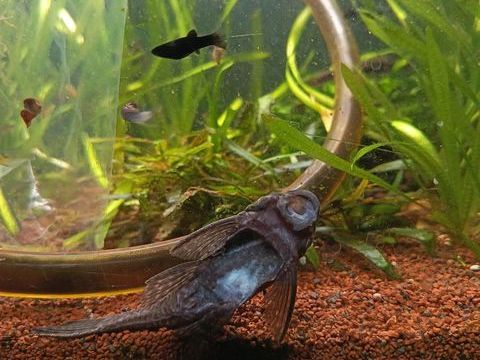 Mollies, guppies et ancistrus 2 13011 Marseille