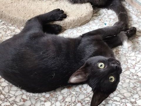 A&iuml;ka, mignonette chatonne noire 99 50310 Ozeville